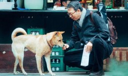 忠犬八公 在线观看,感人至深的忠诚传奇，在线观看见证永恒的友谊